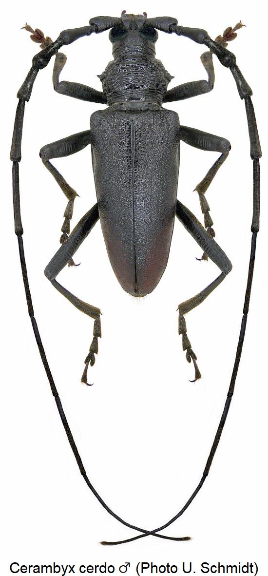 cerambyx_cerdo_hab.jpg