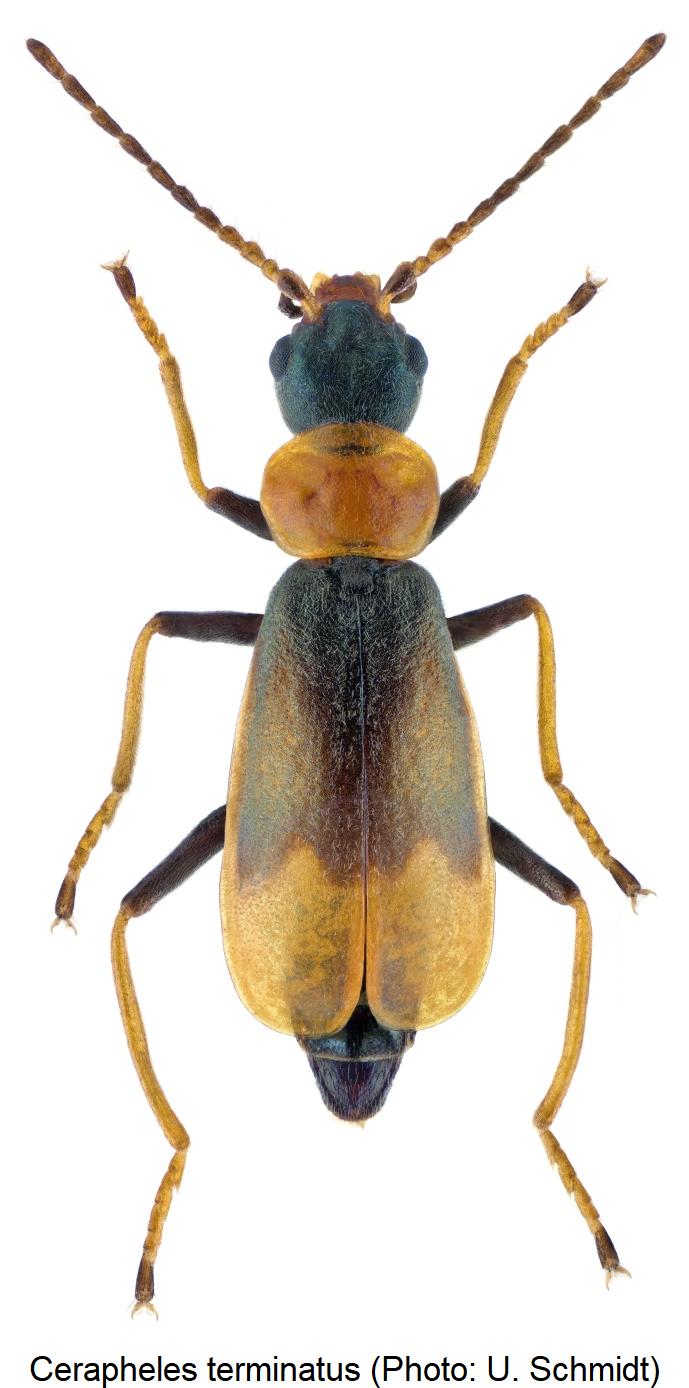 cerapheles_terminatus_hab.jpg