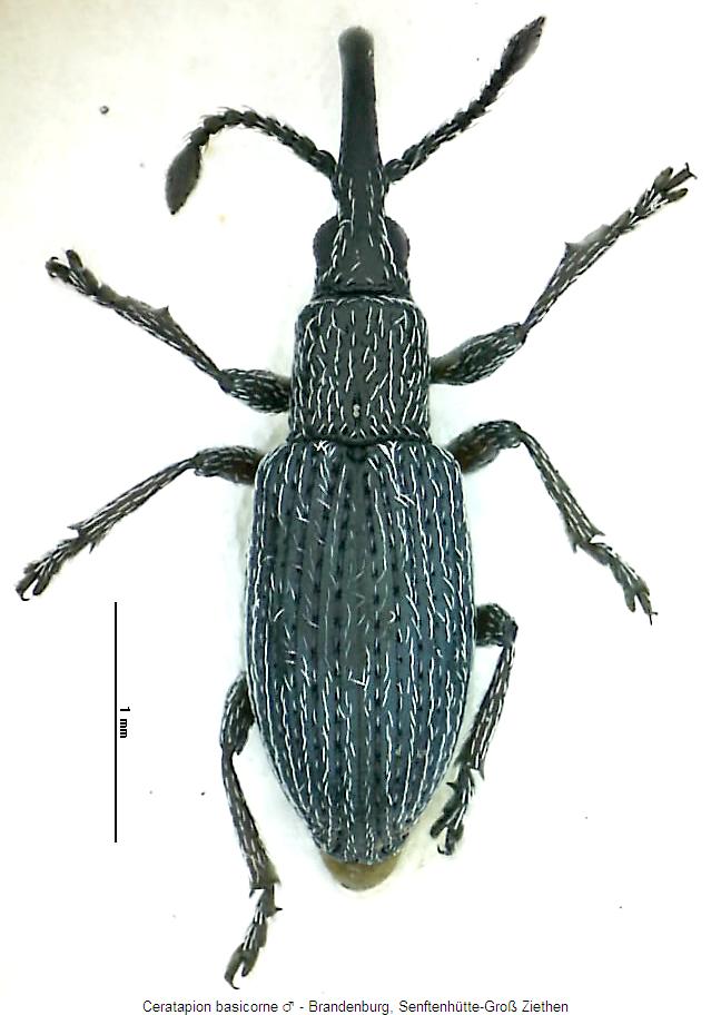 ceratapion_basicorne_hab.jpg