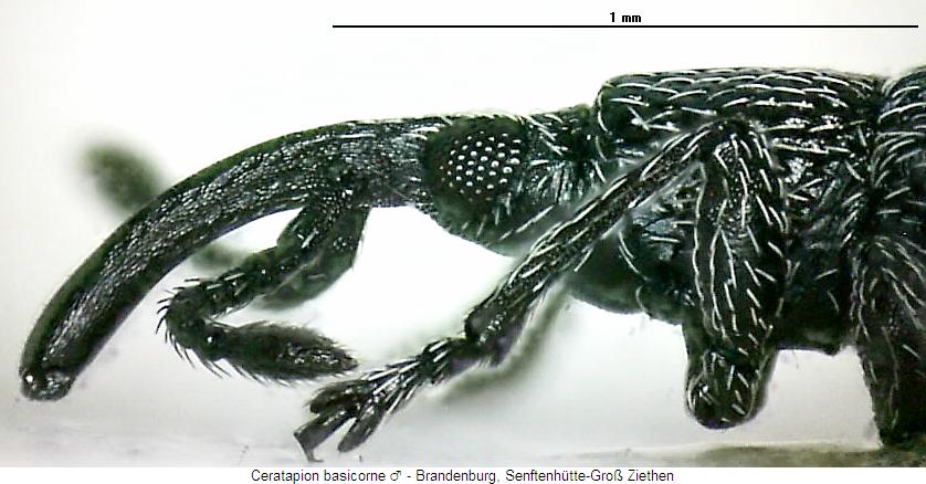 ceratapion_basicorne_sa.jpg