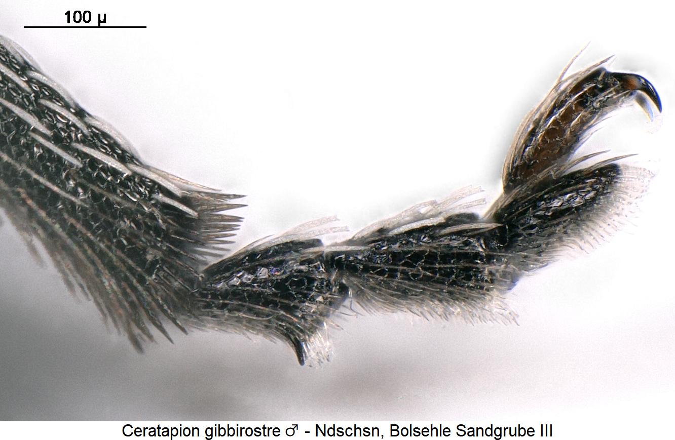 ceratapion_gibbirostre_m_htr.jpg