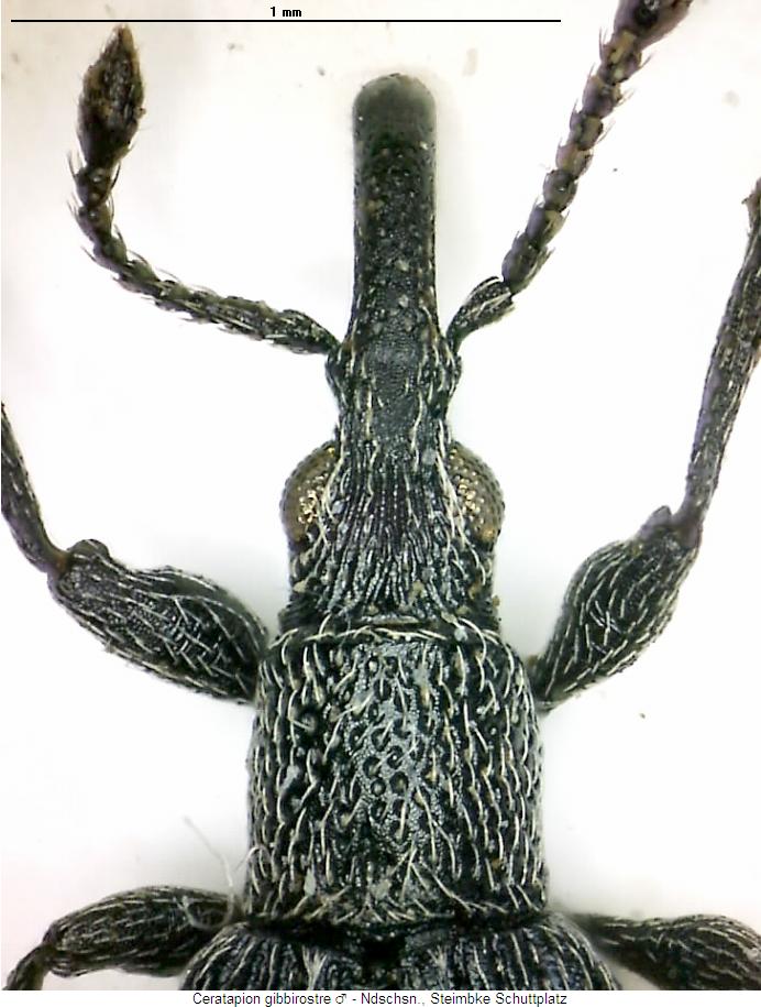 ceratapion_gibbirostre_vk.jpg