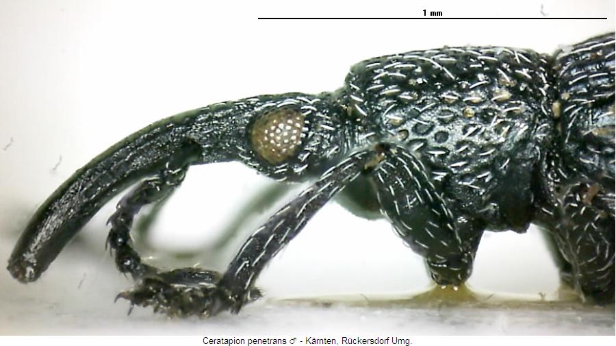 ceratapion_penetrans_sa.jpg