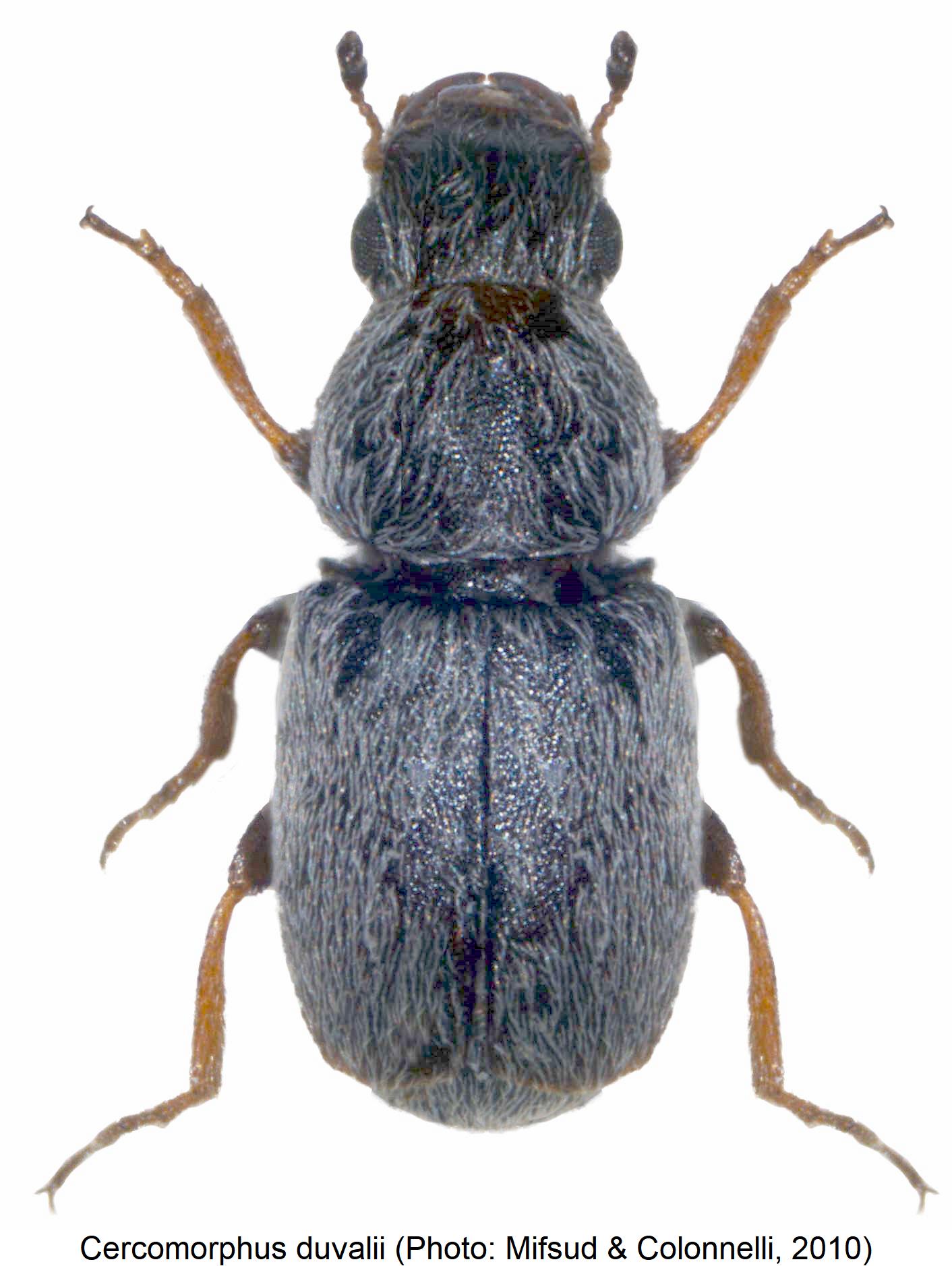 cercomorphus_duvalii_hab.jpg