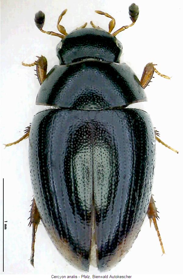 cercyon_analis_hab.jpg
