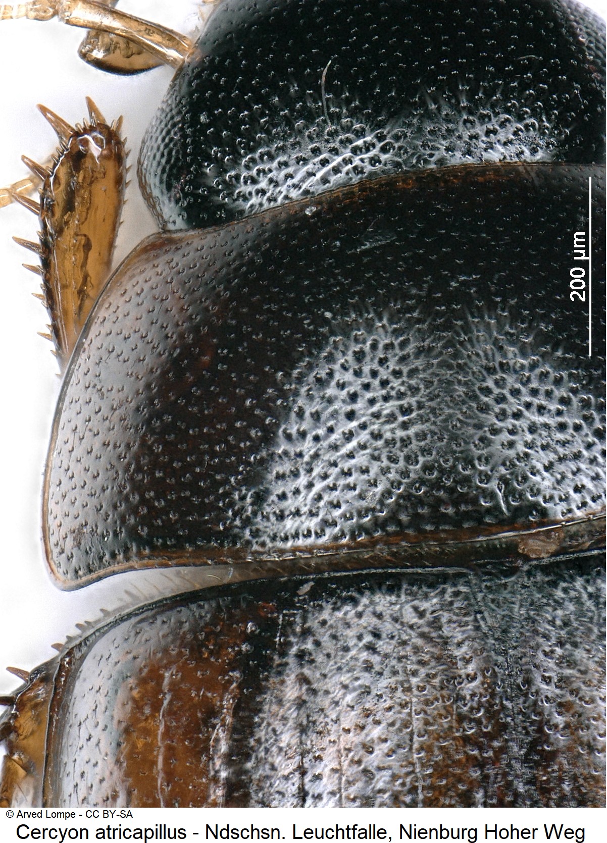 cercyon_atricapillus_ck36528306_vk.jpg