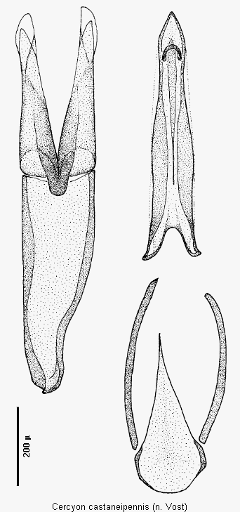cercyon_castaneipennis.gif