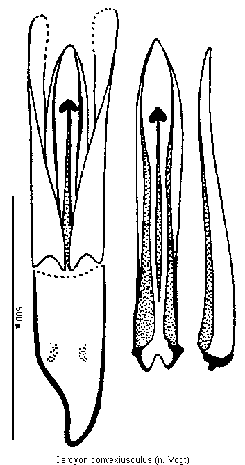 cercyon_convexiusculus.gif