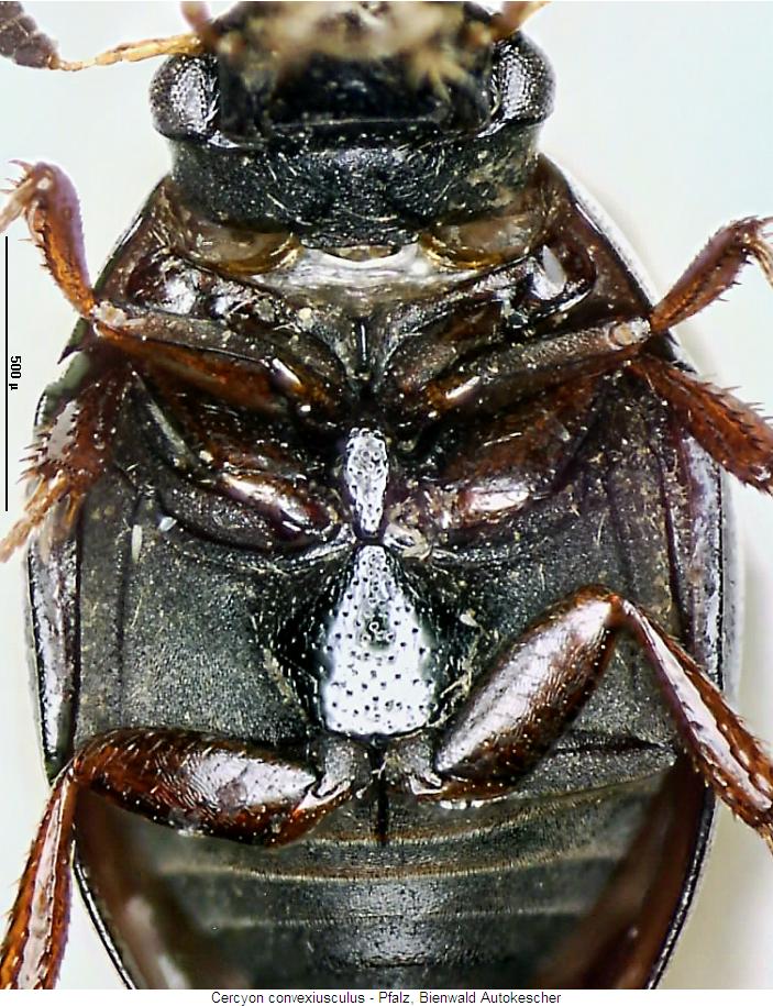 cercyon_convexiusculus_us.jpg