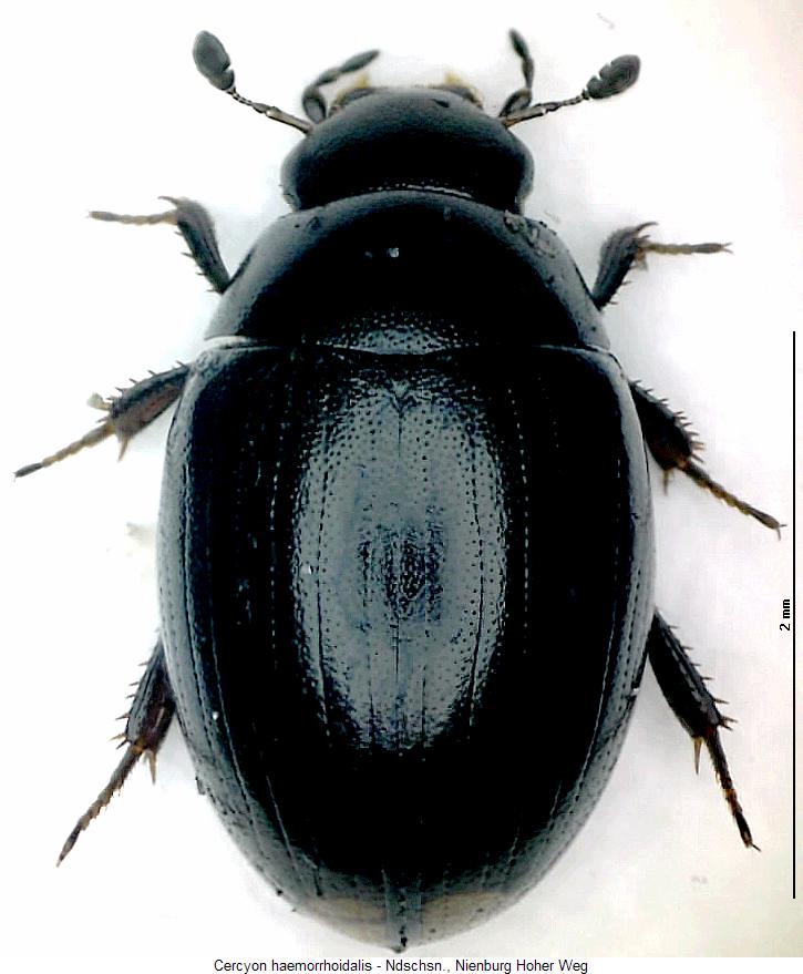 cercyon_haemorrhoidalis_hab.jpg