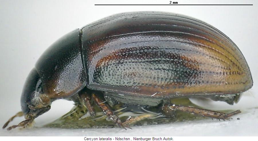 cercyon_lateralis_sa.jpg