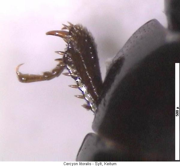 cercyon_litoralis_vschn.jpg