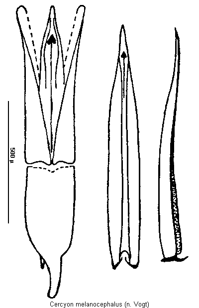 cercyon_melanocephalus.gif