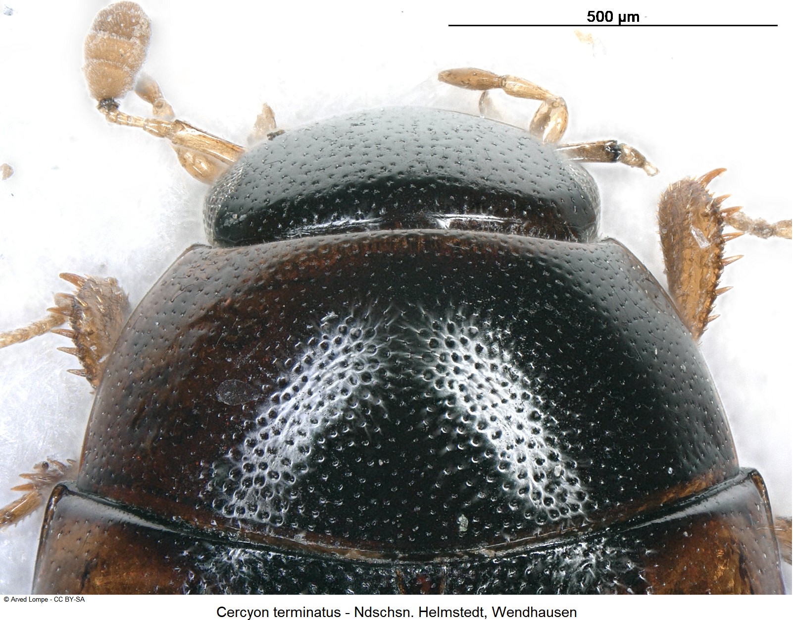 cercyon_terminatus_ck30828801_hsch.jpg