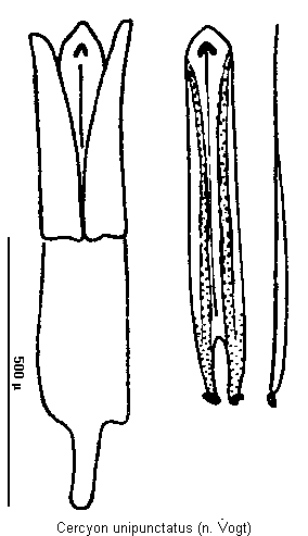 cercyon_unipunctatus.gif