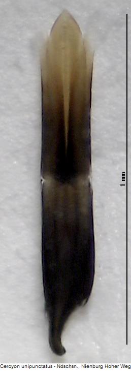cercyon_unipunctatus.jpg