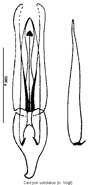 cercyon_ustulatus.gif
