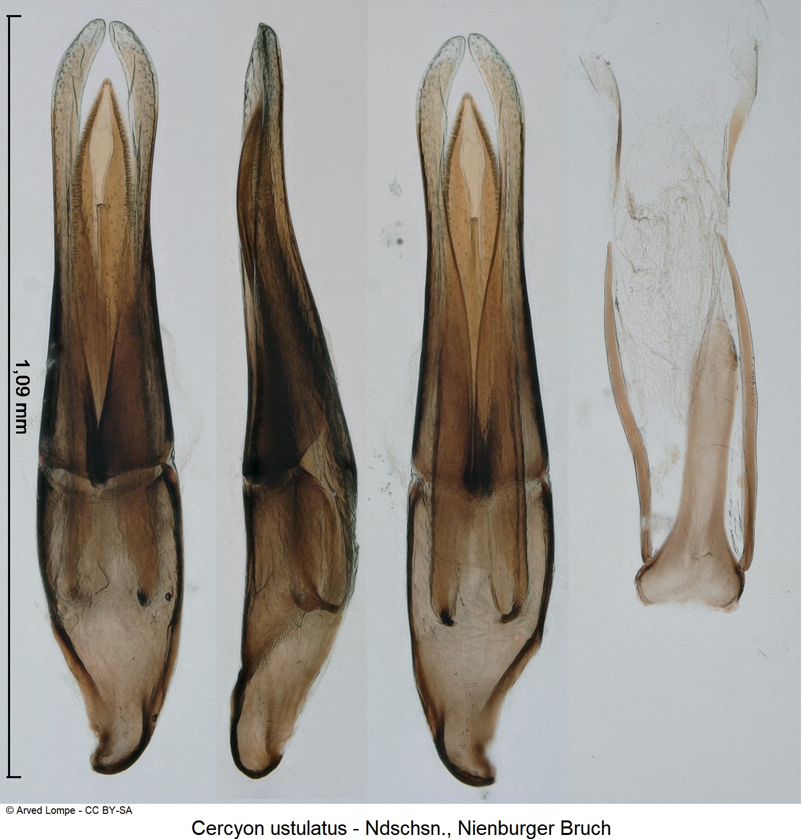 cercyon_ustulatus_ck35557655.jpg