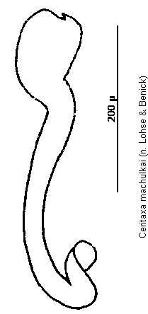 ceritaxa_machulkai_sperm.gif