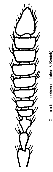 ceritaxa_testaceipes_f.gif