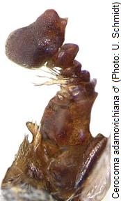 cerocoma_adamovichiana_f.jpg