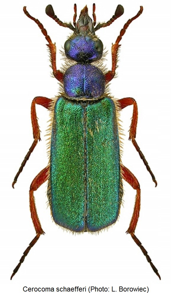 cerocoma_schaefferi_hab.jpg
