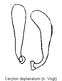 cerylon_deplanatum.gif