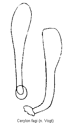 cerylon_fagi.gif