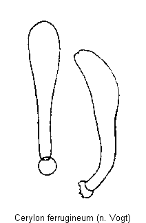 cerylon_ferrugineum.gif
