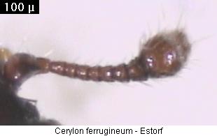cerylon_ferrugineum_flr.jpg