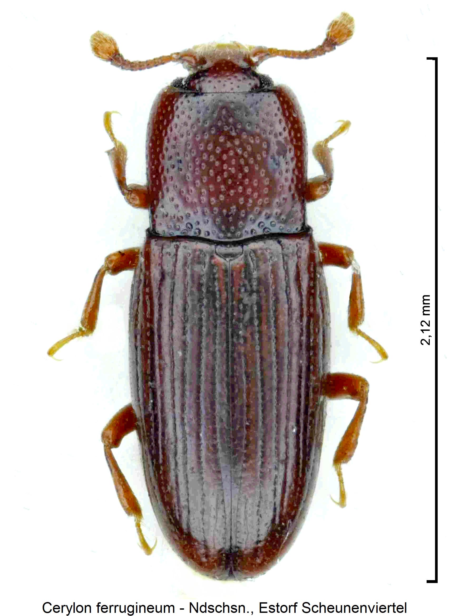cerylon_ferrugineum_hab.jpg
