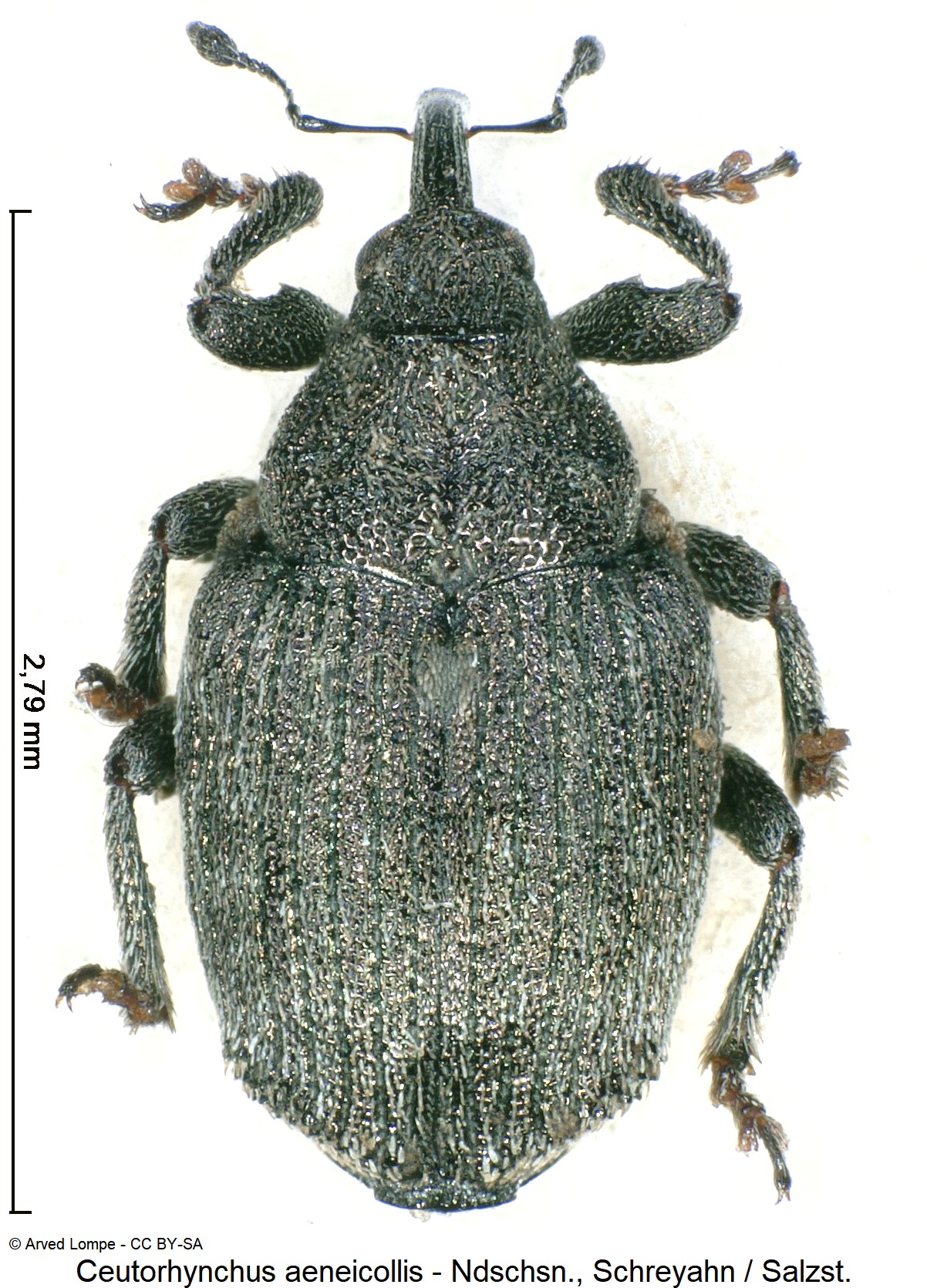 ceutorhynchus_aeneicollis_ck10035444_hab.jpg