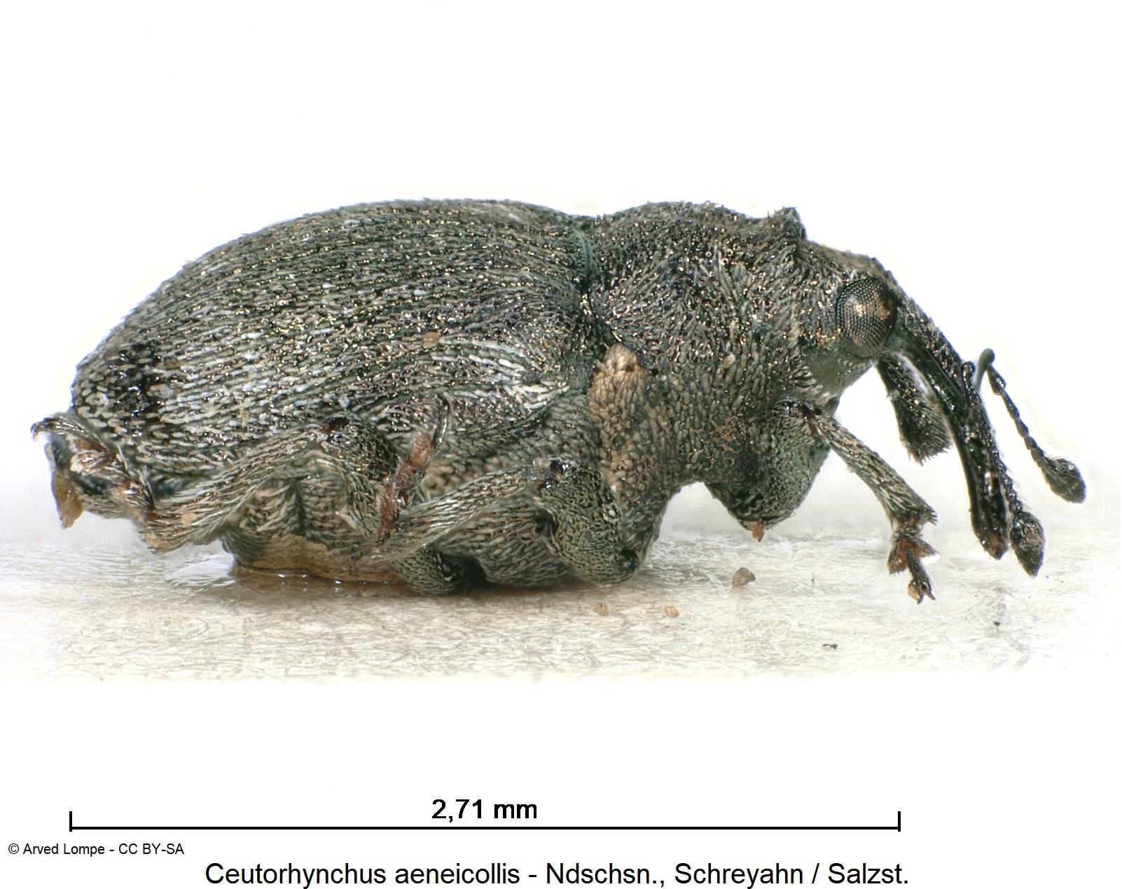 ceutorhynchus_aeneicollis_ck10035444_sa.jpg