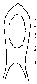 ceutorhynchus_angustus.gif