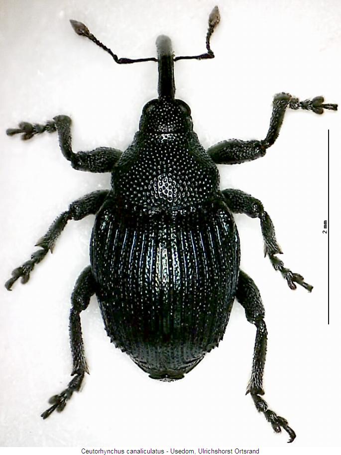 ceutorhynchus_canaliculatus_hab.jpg