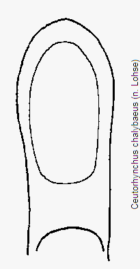 ceutorhynchus_chalybaeus.gif