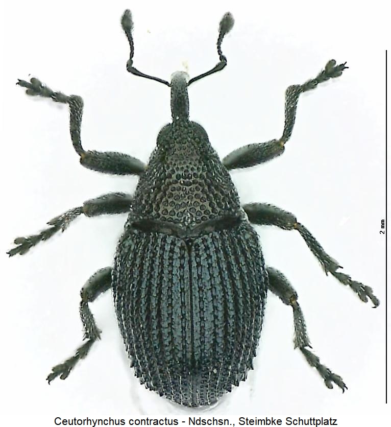 ceutorhynchus_contractus_hab.jpg