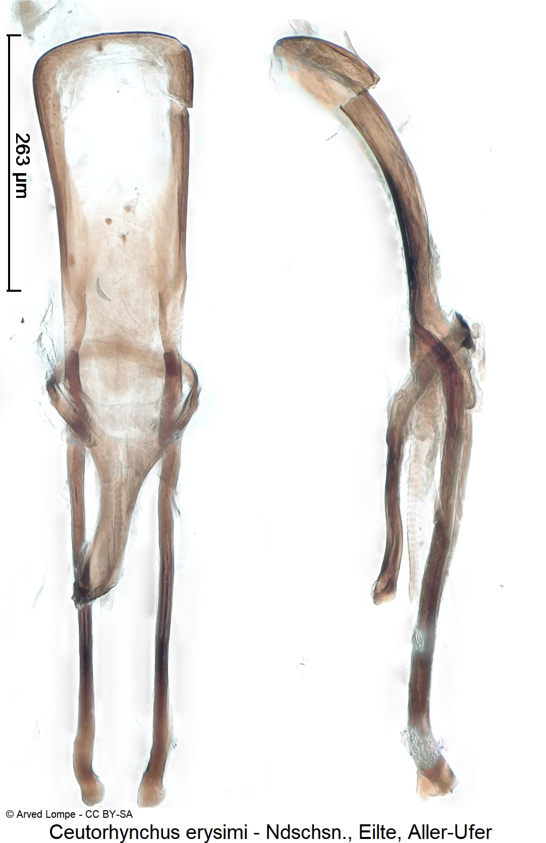 ceutorhynchus_erysimi_ck37166793.jpg