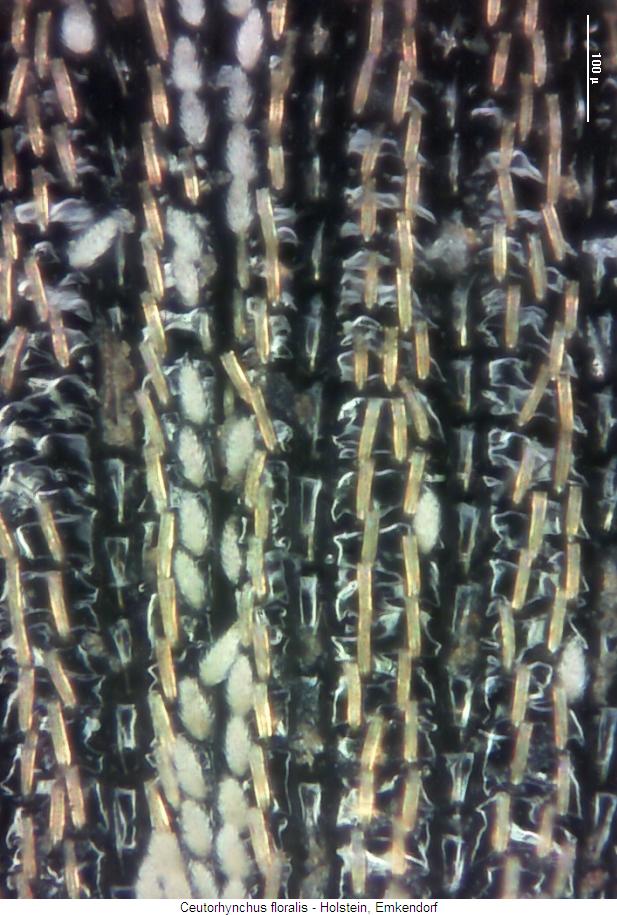ceutorhynchus_floralis_os.jpg