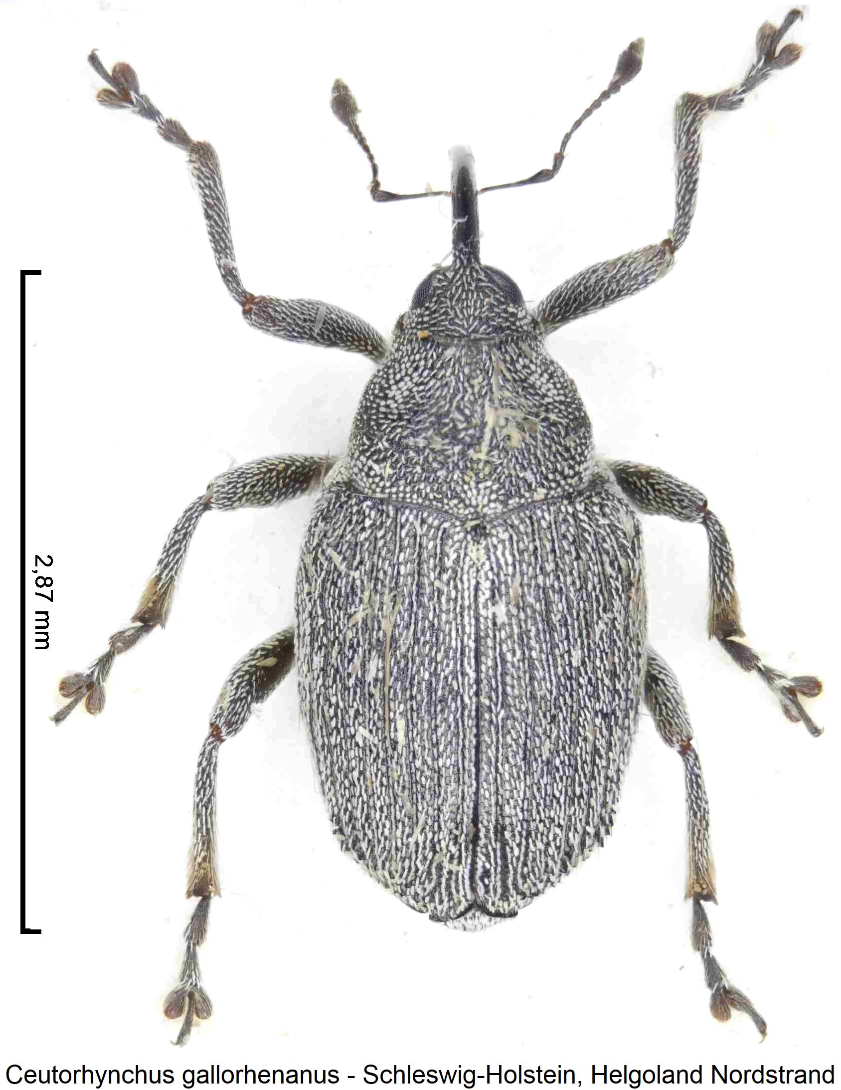 ceutorhynchus_gallorhenanus_hab.jpg
