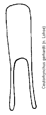 ceutorhynchus_gerhardti.gif