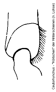 ceutorhynchus_hschn.gif
