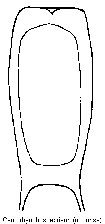 ceutorhynchus_leprieuri.gif