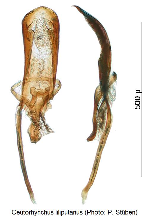 ceutorhynchus_liliputanus.jpg