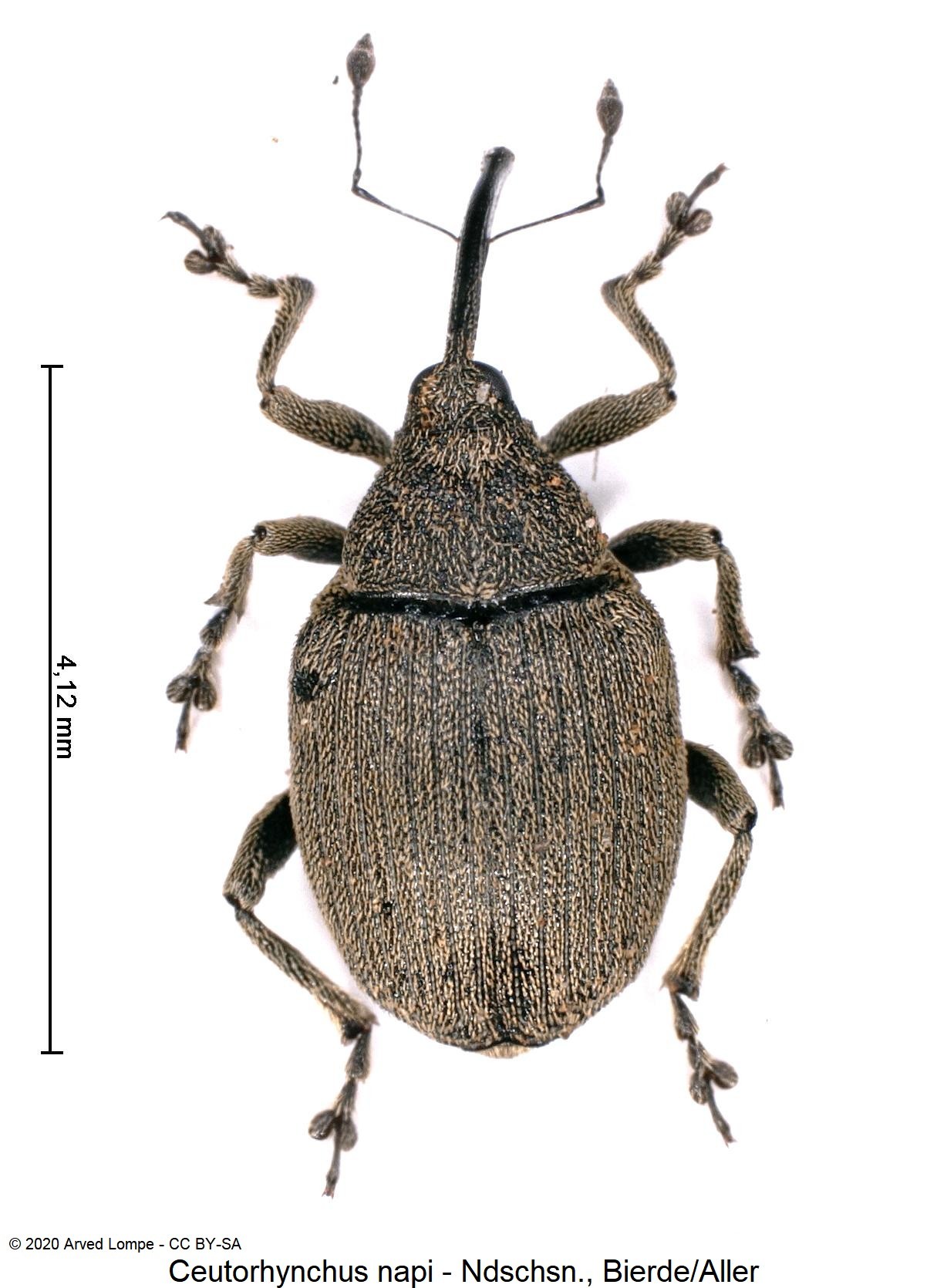 ceutorhynchus_napi_hab.jpg