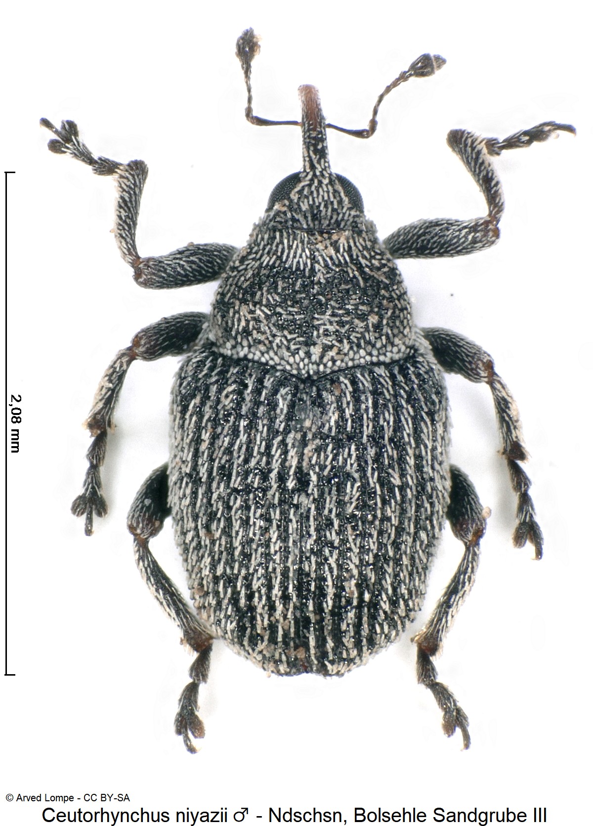 ceutorhynchus_niyazii_m_ck31991295_hab.jpg