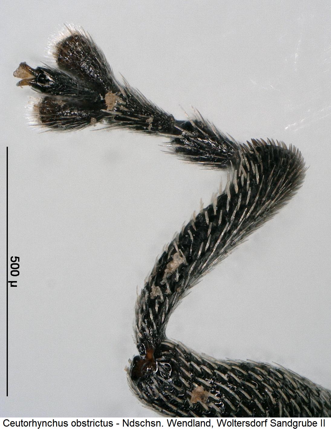 ceutorhynchus_obstrictus_vb.jpg