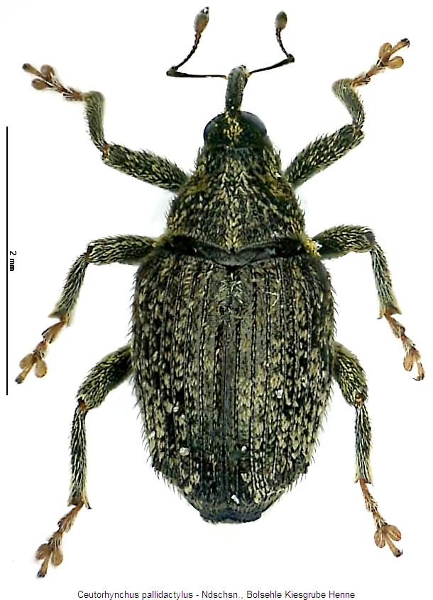 ceutorhynchus_pallidactylus_hab.jpg