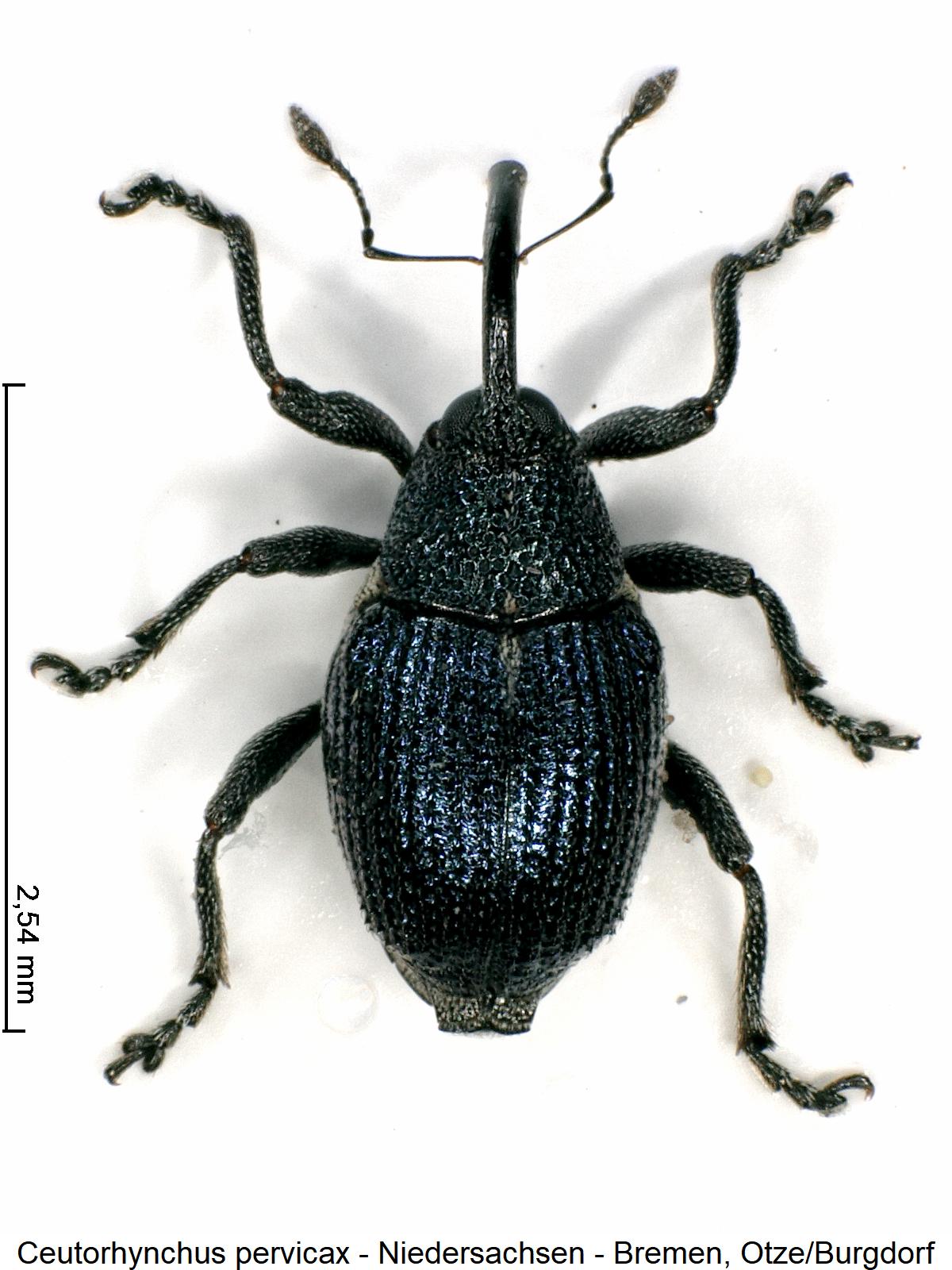 ceutorhynchus_pervicax_hab.jpg