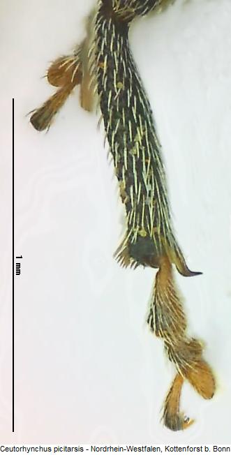 ceutorhynchus_picitarsis_tr.jpg